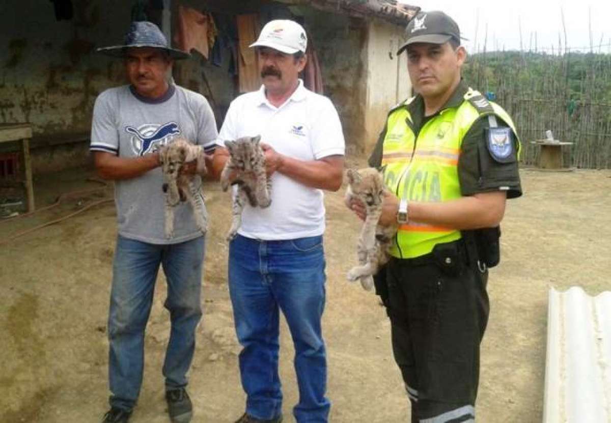 Los tres cachorros de puma fueron entregado a personal del MAE. Foto: tomada del Twitter de la Polic&iacute;a.