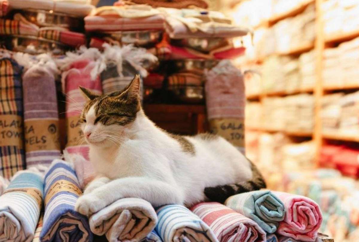 Un tribunal de Estambul ordenó a un hombre pagar 10.000 liras turcas —unos 240 dólares— cada tres meses a su exesposa para cubrir los gastos de manutención de sus dos gatos.