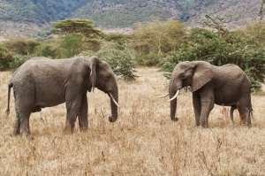 Seg&uacute;n la Sociedad Zool&oacute;gica, la poblaci&oacute;n de elefantes africanos de bosque enfrenta la p&eacute;rdida de su h&aacute;bitat natural y est&aacute; amenazada por la caza. Foto tomada de: 1.bp.blogspot.com/