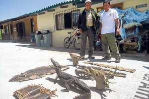 Muchos animales son disecados para luego ser vendidos en ferias populares en diversas provincias del Ecuador. Hay grupos especializados en esto. Foto: Elizabeth Maggi / para El Tel&eacute;grafo