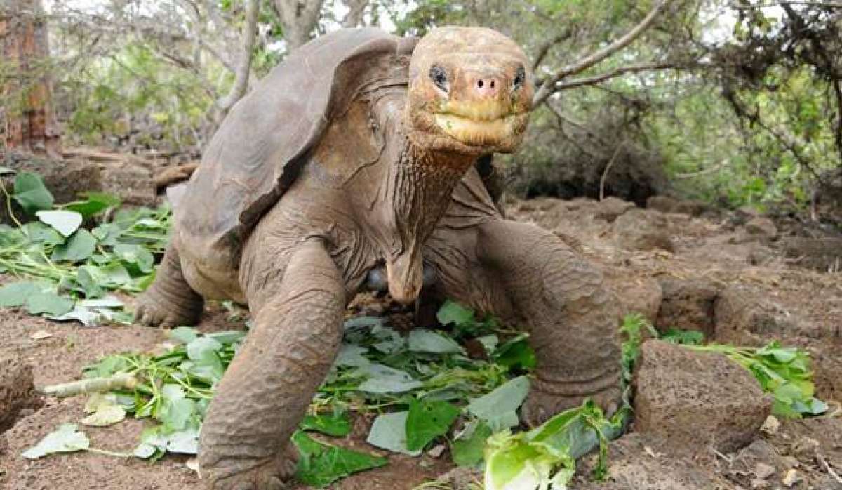 Solitario George cumplir&aacute; 3 a&ntilde;os tras su extinci&oacute;n en Gal&aacute;pagos