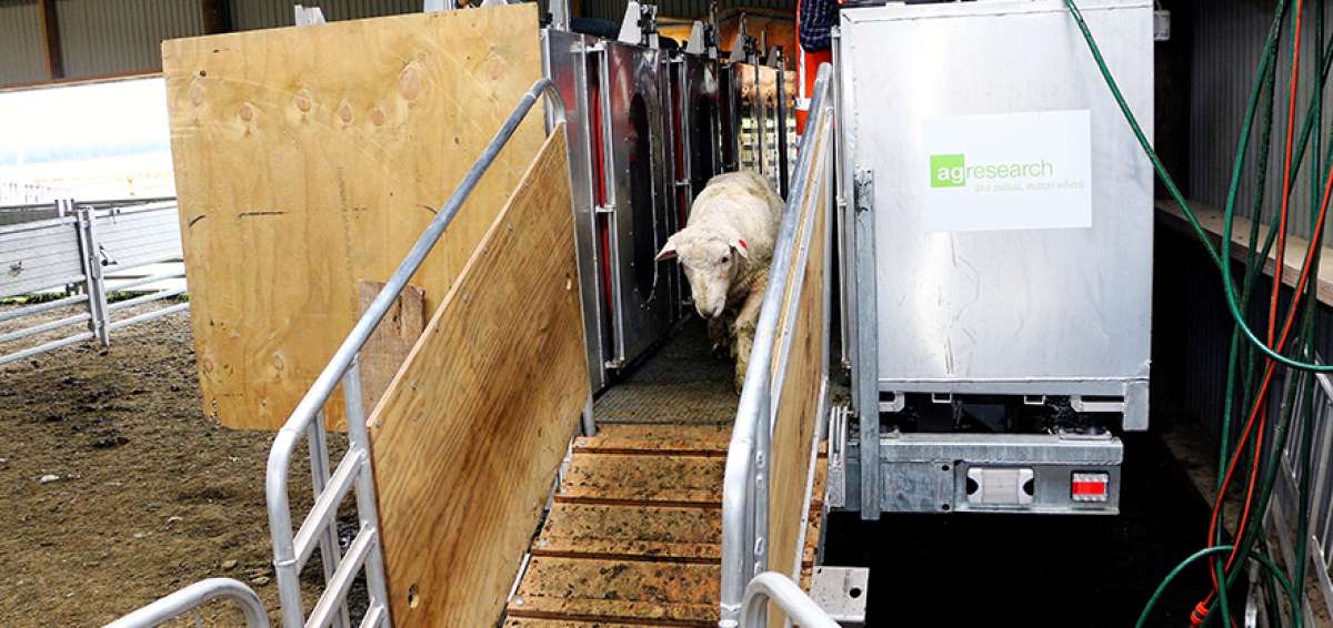 Un ejemplar baja por una rampa luego de ser introducido en una c&aacute;mara de medici&oacute;n de valores de este gas, que contribuye al calentamiento global.