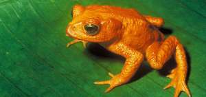En S&iacute;gsig hallan 7 ejemplares de rana cuya especie est&aacute; en peligro de extinci&oacute;n