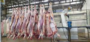 El nuevo camal funcionar&aacute; fuera de la ciudad de Cuenca. Hasta tanto en el actual se desposta un promedio de 800 animales, entre chanchos y reses.