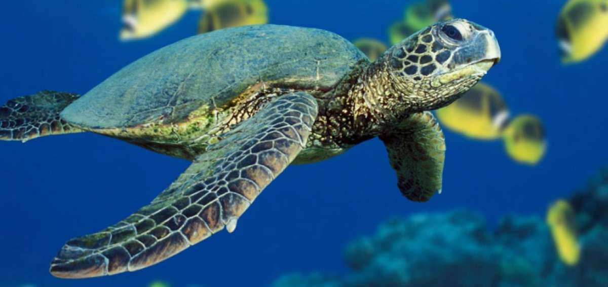 La tortuga carey, seg&uacute;n el Ministerio del Ambiente, es una de las que est&aacute; en peligro cr&iacute;tico de extinci&oacute;n. 