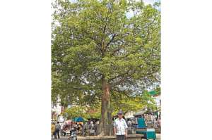 Luis Erazo, quien vende peri&oacute;dicos y revistas bajo la sombra del ceibo, es el encargado de cuidar el &aacute;rbol diariamente. Foto: Rodolfo P&aacute;rraga / El Tel&eacute;grafo