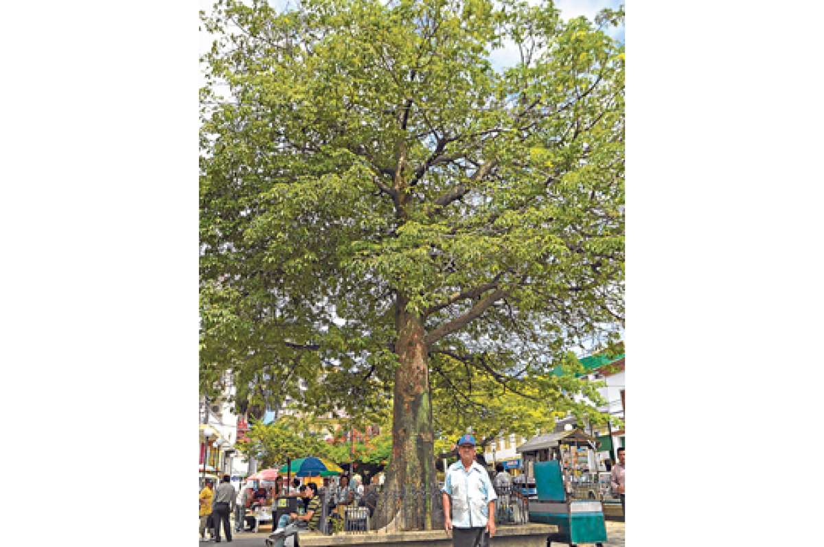 Luis Erazo, quien vende peri&oacute;dicos y revistas bajo la sombra del ceibo, es el encargado de cuidar el &aacute;rbol diariamente. Foto: Rodolfo P&aacute;rraga / El Tel&eacute;grafo