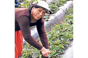El cultivo de frutilla beneficia a 15 familias del cant&oacute;n Ca&ntilde;ar