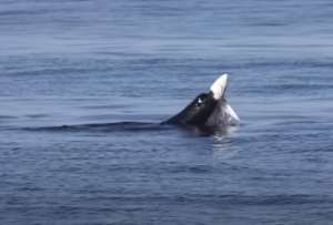 León marino arrancó la mandíbula de un tiburón en las aguas de California