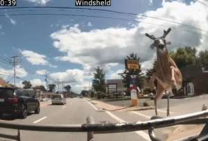 ¿Cómo reaccionaron los pasajeros de un bus ante el ingreso de un ciervo al bus?
