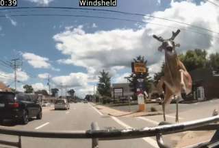¿Cómo reaccionaron los pasajeros de un bus ante el ingreso de un ciervo al bus?