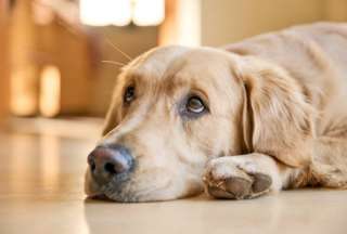 El noble gesto de varios perritos que acompañaron a su compañero durante un ataque de epilepsia ha conmovido a miles de usuarios en redes sociales.