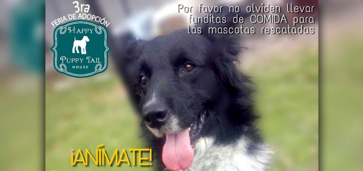Activistas realizar&aacute;n jornada de adopci&oacute;n de mascotas en Guayaquil