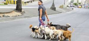 El entrenador Miguel Montalv&aacute;n aplica la rehabilitaci&oacute;n de los cachorros con caminatas. A diario recorren hasta 10 km para que liberen energ&iacute;as.