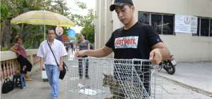 Los participantes en el programa utilizan jaulas trampa para capturar a los felinos, que se muestran desconfiados y se alejan cuando se les acercan los humanos.