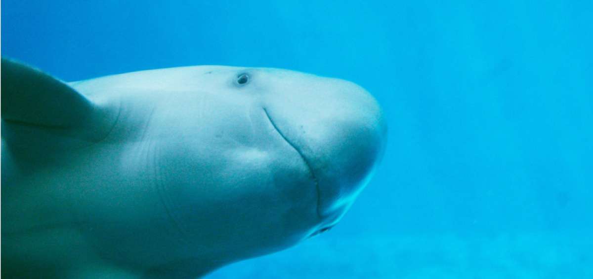 59 'vaquitas' quedan en las aguas de todo el mundo