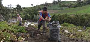 La sobreproducci&oacute;n del tub&eacute;rculo es uno de los problemas que aquejan al sector, cuyas posibles soluciones ser&aacute;n presentadas hoy en Quevedo (Los R&iacute;os).