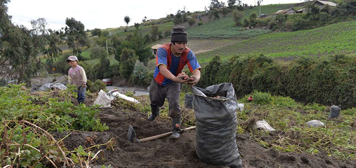 La sobreproducci&oacute;n del tub&eacute;rculo es uno de los problemas que aquejan al sector, cuyas posibles soluciones ser&aacute;n presentadas hoy en Quevedo (Los R&iacute;os).