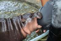 Las redes sociales están llenas de imágenes y videos de la pequeña hipopótamo pigmeo que vive en un zoológico de Bangkok.