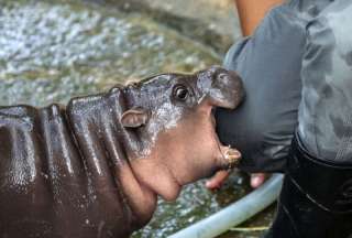 Las redes sociales están llenas de imágenes y videos de la pequeña hipopótamo pigmeo que vive en un zoológico de Bangkok.