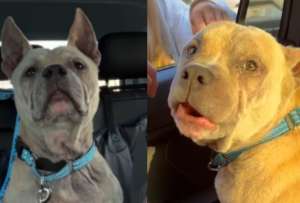 Perrito fue rescatado 40 minutos antes de la aplicaci&oacute;n de la eutanasia