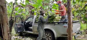 Producci&oacute;n de banano deber&aacute; cumplir protocolos sanitarios