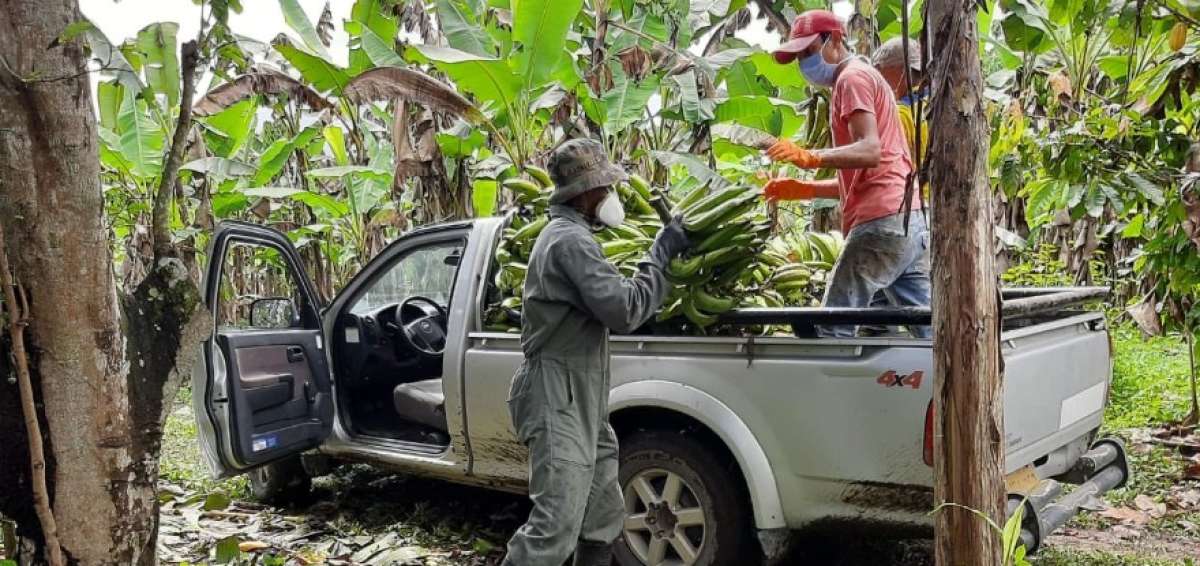 Producci&oacute;n de banano deber&aacute; cumplir protocolos sanitarios