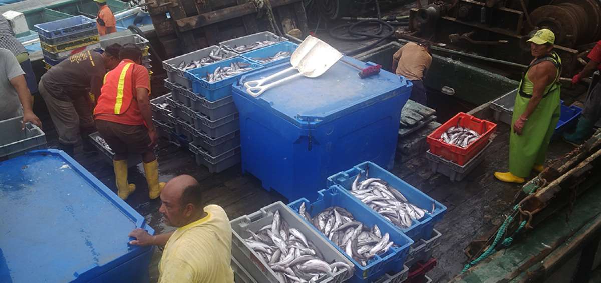 &rarr;El MAP indic&oacute; que se establecer&aacute;n procesos de investigaci&oacute;n con el sector de pesca artesanal, para que los recursos sean sustentables con el tiempo.     