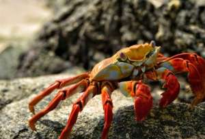 El cangrejo rojo y azul permanecer&aacute;n protegidos en dos periodos de veda durante 2026.