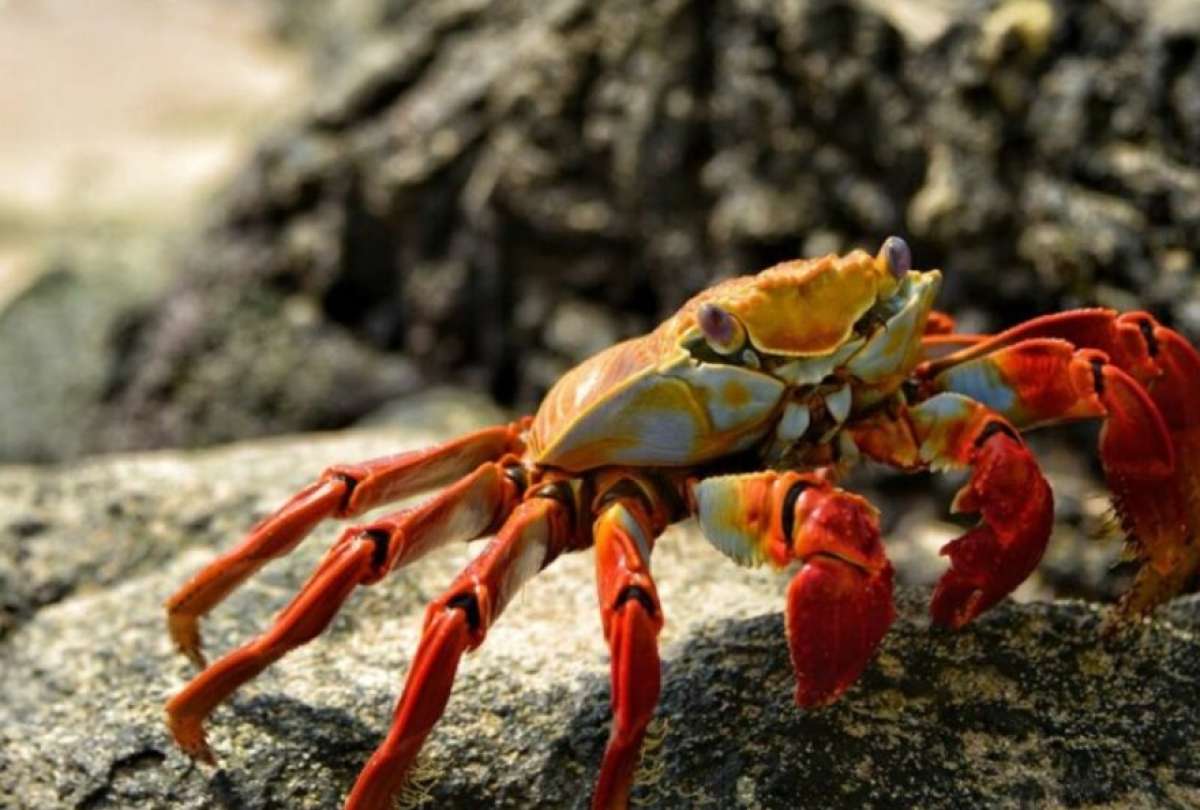 El cangrejo rojo y azul permanecer&aacute;n protegidos en dos periodos de veda durante 2026.