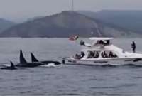 Ballenas asesinas fueron vistas en Puerto López