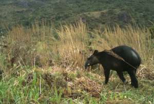El tapir andino y el centroamericano enfrentan amenazas por p&eacute;rdida de h&aacute;bitat