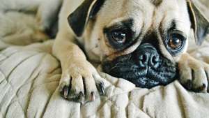 La epilepsia canina es hereditaria