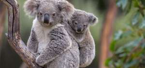 Seg&uacute;n la Fundaci&oacute;n australiana del koala actualmente quedan apenas poco m&aacute;s de 43.000 en estado salvaje.
