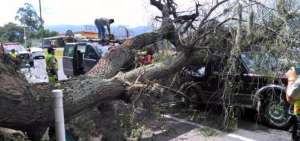 Un &aacute;rbol cay&oacute; sobre dos veh&iacute;culos en la Panamericana