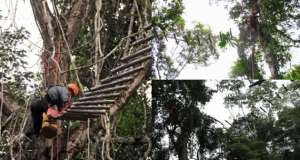 La empresa p&uacute;blica en 2014 instal&oacute; cinco puentes de dosel artificiales, en el Bloque 31, como un plan piloto de salvaguardas ambientales que permitan mantener la conexi&oacute;n de la vida silvestre. Foto: Archivo / El Ciudadano