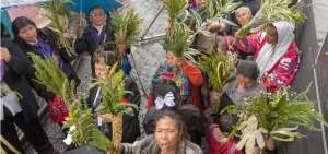 Existen palmas espec&iacute;ficas que se cultivan en viveros, que pueden ser usadas en la fiesta religiosa cat&oacute;lica.