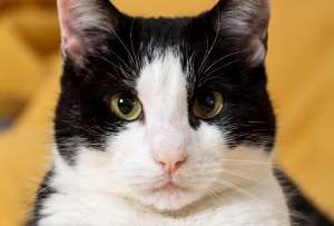 Una gata gana las elecciones en Massachusetts