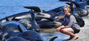 Centenares de ballenas quedan varadas en la costa de Nueva Zelanda