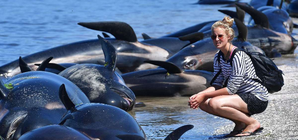 Centenares de ballenas quedan varadas en la costa de Nueva Zelanda