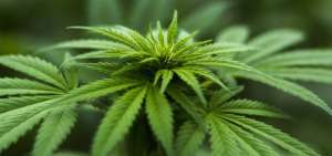 El uso medicinal del cannabis abre el debate entre m&eacute;dicos
