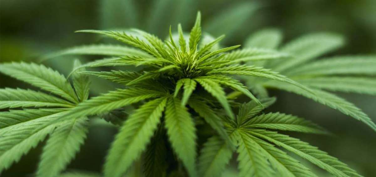 El uso medicinal del cannabis abre el debate entre m&eacute;dicos