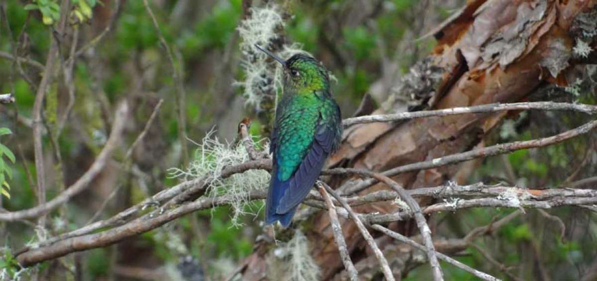 Los expertos calculan que existen unos 300 colibr&iacute;es zamarrito pechinegro, un ave en peligro de extinci&oacute;n.