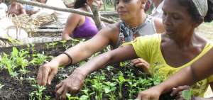La FAO recomienda a las naciones fomentar la agricultura familiar.
