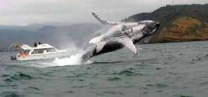 En la zona marina del Parque Nacional Machalilla se realizan los avistamientos de ballenas jorobadas de junio a septiembre.