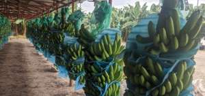 Brigadas del MAG recorrer&aacute;n plantaciones de banano de Guayas, Los R&iacute;os, El Oro, Esmeraldas, Manab&iacute; y Cotopaxi.