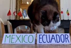 Nimbus Pronos, el gato que gan&oacute; fama internacional despu&eacute;s de anticipar la victoria de Ecuador frente a Alemania. 