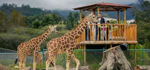 Tras cuarenta d&iacute;as de permanecer en encierro, las jirafas caminan por el Bioparque Orillas del Zamora.