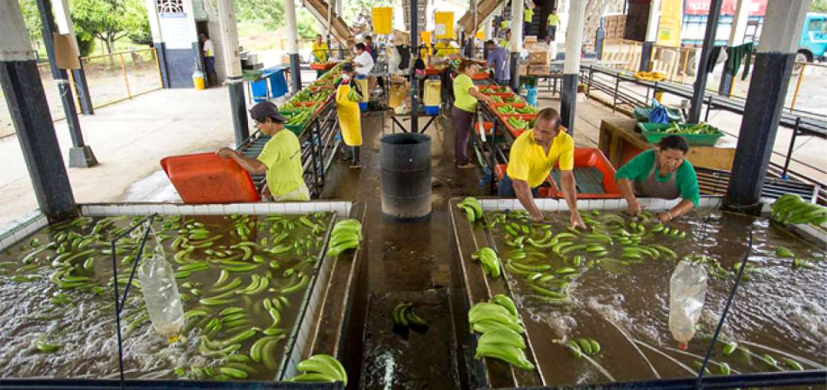 Rueda de negocios dej&oacute; $ 38 millones para el sector bananero
