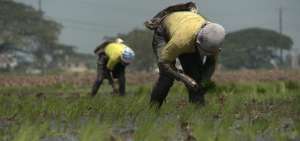 Los agricultores alertan que los bajos precios, el contrabando y los caros costos de fertilizantes afectan al sector. 